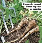  ?? ?? Prepare to harvest winter veg such as parsnips