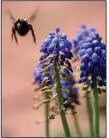  ?? (Democrat-Gazette file photo) ?? A bumblebee flies past a cluster of grape hyacinths.