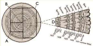  ??  ?? Below: Tree section showing dating possibilit­ies from three types of sapwood retention: A, earliest possible date of felling; B, felling date range; C, precise felling date. Enlarged area D shows outermost sapwood rings with growing seasons