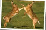  ??  ?? Hares: Seen as deities