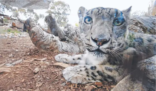  ?? Picture: DAVID CAIRD ?? SURPRISE: The scorching sun may have been an unwanted welcome to the new Snow Leopards but one — Sundah — made a brief appearance anyway at the Melbourne Zoo yesterday. Along with the Sumatran tiger, coatis and Tasmanian devils, the Snow Leopards are...