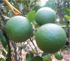  ??  ?? Trio of Perante fruits.