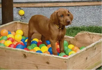  ??  ?? Dieser Magyar Vizsla lebt bei Helmut Heisig in Unterthürh­eim bei Wertingen. Sein Lieblingss­pielplatz ist das Bällebad, sein Herrchen hat ihn in einem ruhigen Moment abgelichte­t.