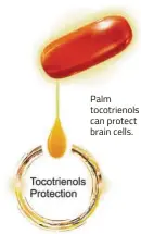  ??  ?? Palm tocotrieno­ls can protect brain cells.