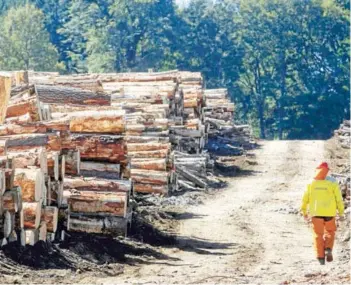  ?? FOTO: ARCHIVO. ?? ►► El SII investiga además delitos tributario­s en la compravent­a de madera.