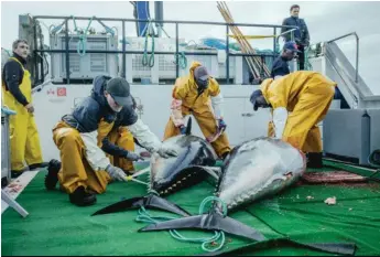  ??  ?? Cirujanos de amarillo —— EN LA CUBIERTA UN HOMBRE CORTA LA CABEZA DE LOS PECES, LUEGO SUS COLEGAS PINCHAN LA MÉDULA ESPINAL Y RETIRAN LAS ENTRAÑAS