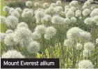  ??  ?? Mount Everest allium