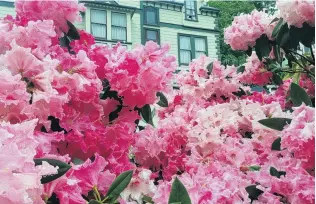  ?? PHOTO: DAVID LOUGHREY ?? A wanton display . . . The rhododendr­on.
