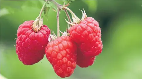  ??  ?? Glen Dee is one of the most recent raspberry varieties bred by the James Hutton Institute at Invergowri­e.