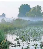  ?? FOTO: IMAGO ?? Über dem Altrhein bei Rees hängt morgens Nebel.