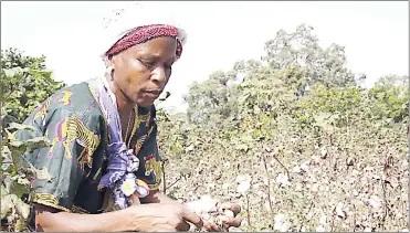  ?? ?? A farmer harvesting cotton. The country’s farmers have failed to meet the set target.