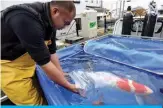  ??  ?? Photo shows breeder Yasuyuki Tanaka transporti­ng a customer’s nishikigoi koi carp to a water tank in Kazo, Saitama prefecture.