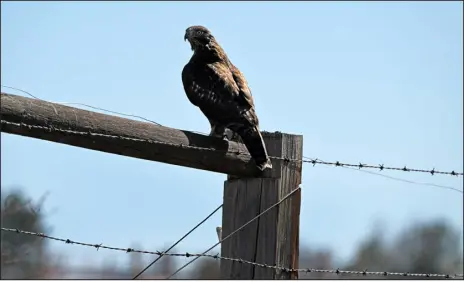  ?? HELEN H. RICHARDSON — THE DENVER POST ?? A red-tailed hawk looks for prey from a fencepost along East 120th Avenue in Brighton on Wednesday. The red-tailed hawk is a bird of prey that breeds throughout most of North America, from the interior of Alaska and northern Canada to as far south as Panama and the West Indies.