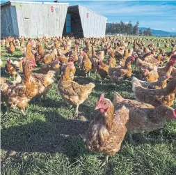  ?? RUTH FREMSON/THE NEW YORK TIMES ?? Manure from these hens helps grow grass for dairy cows to eat. Manure is an ever-present reality for people raising hens in backyard coops.