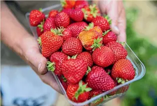  ?? BEJON HASWELL/STUFF ?? Strawberry prices were an average of $3.45 for a 250-gram punnet in November, down from $6.04 in October.