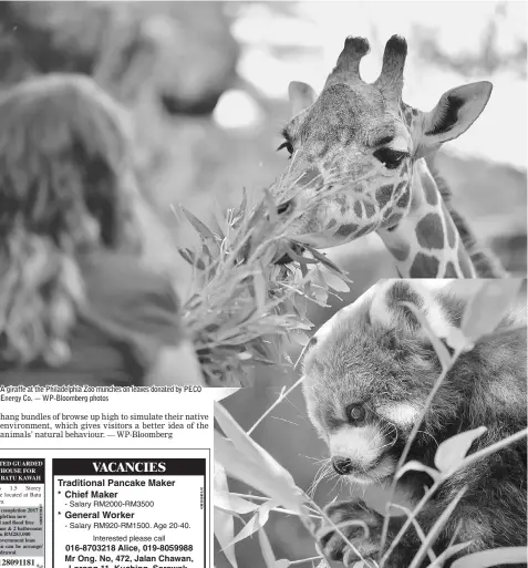  ??  ?? A giraffe at the Philadelph­ia Zoo munches on leaves donated by PECO Energy Co. — WP-Bloomberg photos Many species, including red pandas, eat leaves and branches known as browse.