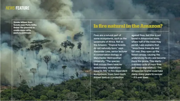  ??  ?? Smoke billows from forests near Porto Velho. Below: the pressure to create more cattle pasture continues.