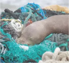  ?? MATTHEW CHAUVIN, PAPAHANAUM­OKUAKEA MARINE DEBRIS PROJECT VIA AP ?? A juvenile Hawaiian monk seal rests on top of a pile of ghost nets on Laysan Island in the Northweste­rn Hawaiian Islands in early April.