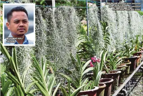  ??  ?? MUHAMAD ADLI SALIHIN. GABUNGAN pelbagai jenis tanaman hijau membuatkan persekitar­an
taman lebih sejuk dan segar.