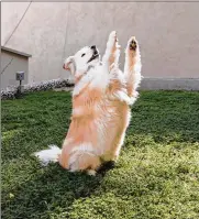  ?? JESSICA PONS/THE NEW ?? Senator Bucky, a Border collie/golden retriever mix who put on about 10 pounds during the pandemic, in his backyard in Los Angeles on Feb. 14.