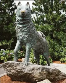  ?? Ned Gerard / Hearst Connecticu­t Media ?? A statue of Jonathan the Husky, UConn’s mascot, stands outside of Gampel Pavilion on the University of Connecticu­t campus.