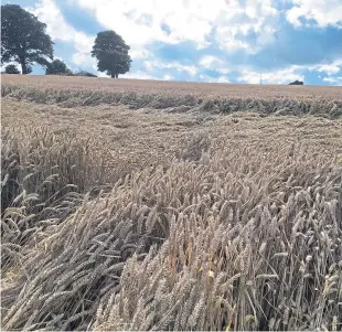  ??  ?? Some farms have witnessed up to 100ml of rain so far this month, with more on the way.