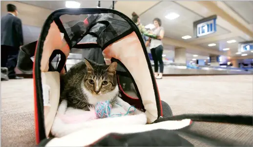  ??  ?? Oscar the cat, who is not a service animal, sits in his carry-on travel bag. — Ti Gong