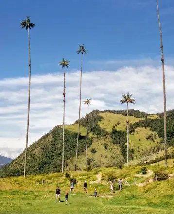  ??  ?? Towering wax palms in Colombia’s Cocora Valley. Above: Carlos Alberto Zuluaga Mejía at his coffee farm, Finca El Recuerdo.
