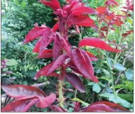  ??  ?? Rose rosette virus is spread by mites, which can be spread by wind. (Special to the Democrat-Gazette)