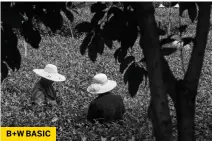  ??  ?? b+W BAS IC Processing an image of tea-pickers in China went first from colour, then to black and white, and then to a starker, harder final version