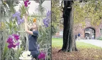  ??  ?? FLOWERS AND TREES: Get Romantic at Kew (left and main picture) or Fulham Palace (right)