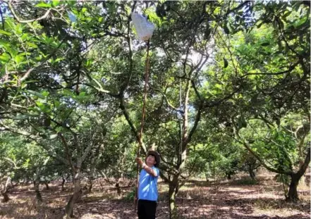  ?? Hoàng Nhị
VNA/VNS Photo ?? Farmers in Bà Rịa-vũng Tàu Province are struggling with falling fruit outputs and incomes due to prolonged heat waves and lack of water.