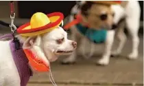  ?? ORLANDO SENTINEL FILE ?? The annual Running of the Chihuahuas in Winter Park is a beloved event that ranks among the top 101 things that make this area special.