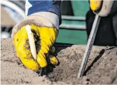  ?? FOTO: PAUL ZINKEN/DPA ?? Die Plattform „Das Land hilft“vermittelt freiwillig­e Helfer an landwirtsc­haftliche Betriebe. Auch in der Region haben sich viele gemeldet.