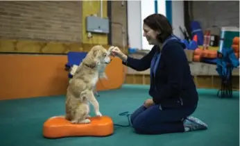  ?? NICK KOZAK FOR THE TORONTO STAR ?? Actor Danielle Bourgon performs an exercise with her dog, Zuzu, at All About Dogs in North York.