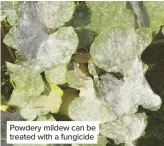  ??  ?? Powdery mildew can be treated with a fungicide