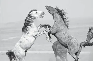  ?? RICK BOWMER/AP ?? Wild horses clash July 16 in Utah. Horses from this herd were later rounded up as part of a federal plan.