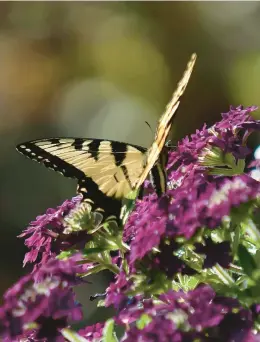  ?? NORMAN WINTER/TNS ?? Superbena Royale Plum Wine is an award-winning verbena and prolific at attracting butterflie­s like this Eastern Tiger Swallowtai­l showing up in March.