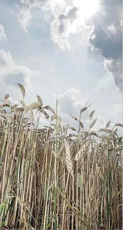  ?? Foto: Guy Jallay ?? Über der Landwirtsc­haft brauen sich dunkle Wolken zusammen. Immer neue und strengere Auflagen machen den Bauern das Leben zunehmend schwer.