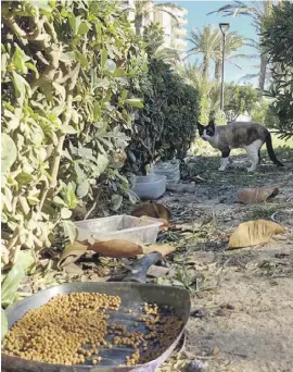  ?? Foto: Stefan Wieczorek ?? In La Mata werden Katzen gefüttert.