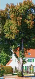  ?? Fotos: Kahler ?? Die Linden in den Kammeltale­r Ortsteilen Behlingen und Ettenbeure­n sollen erhalten werden.