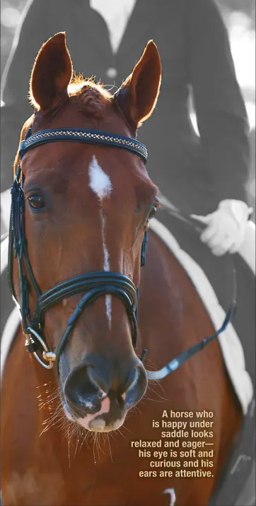  ??  ?? A horse who is happy under
saddle looks relaxed and eager– his eye is soft and
curious and his ears are attentive.