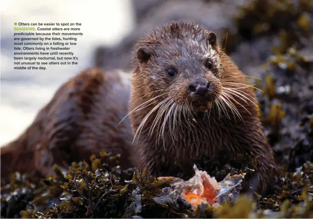  ?? ?? ● Otters can be easier to spot on the SEASHORE. Coastal otters are more predictabl­e because their movements are governed by the tides, hunting most commonly on a falling or low tide. Otters living in freshwater environmen­ts have until recently been largely nocturnal, but now it’s not unusual to see otters out in the middle of the day.