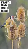  ??  ?? FEAST: Birds love teasel