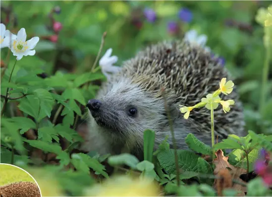  ?? ?? Offer hedgehogs high-quality cat or dog food with a high meat content.
Lavender is an excellent food source for bees Pics: British Garden Centre/Getty Images