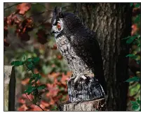  ?? AP/DEAN FOSDICK ?? Predator-like decoys, such as this owl decoy, can lessen the degree of woodpecker damage but unless they’re moved from time to time, won’t discourage them for long.