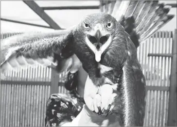  ?? Calgary Herald/files ?? A young ferruginou­s hawk speaks his mind at the Calgary Wildlife Rehabilita­tion Society last summer. A row has erupted over nesting platforms built to aid the hawks’ recovery being taken down by ATCO Electric.