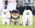  ??  ?? Dogstival