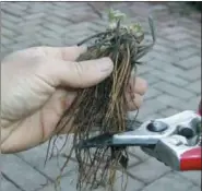  ?? LEE REICH VIA AP ?? This undated photo shows a newly purchased strawberry plant in New Paltz, N.Y. Trimming the roots and then setting a strawberry plant in the ground with just the upper part of its crown, the knob where leaves are attached, gets the plant off to a good...