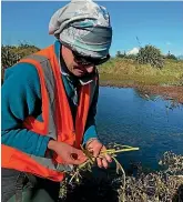  ?? ?? Taranaki Regional Council environmen­t officer Abby Lagula with the alligator weed found near Waitara.